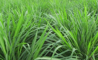 黑麥草飼料顆粒機(jī)的實(shí)用前景分析（一）